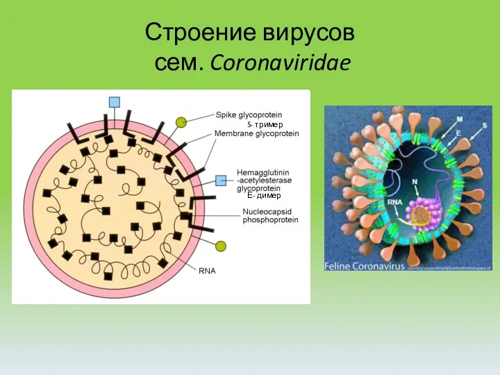 Строение вирусов сем. Coronaviridae S- тример Е- димер