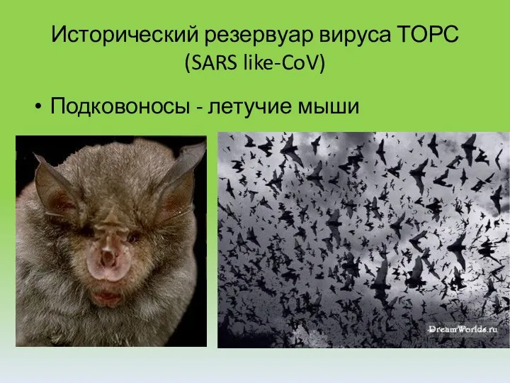 Исторический резервуар вируса ТОРС (SARS like-CoV) Подковоносы - летучие мыши