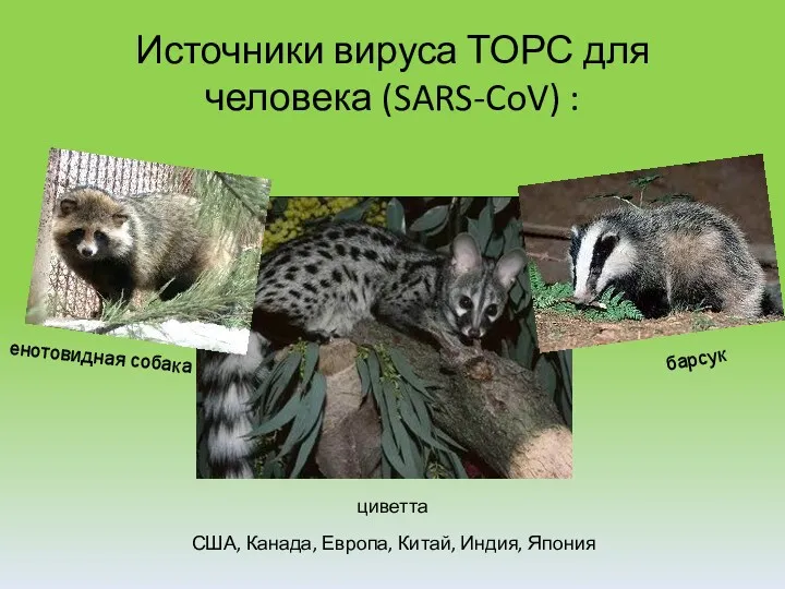 Источники вируса ТОРС для человека (SARS-CoV) : енотовидная собака барсук циветта США, Канада,