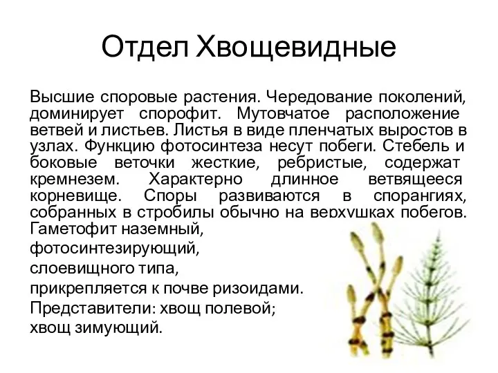 Отдел Хвощевидные Высшие споровые растения. Чередование поколений, доминирует спорофит. Мутовчатое