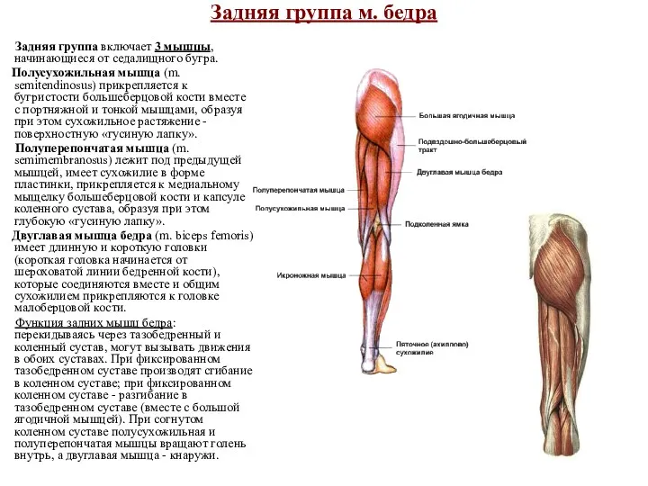 Задняя группа м. бедра Задняя группа включает 3 мышцы, начинающиеся