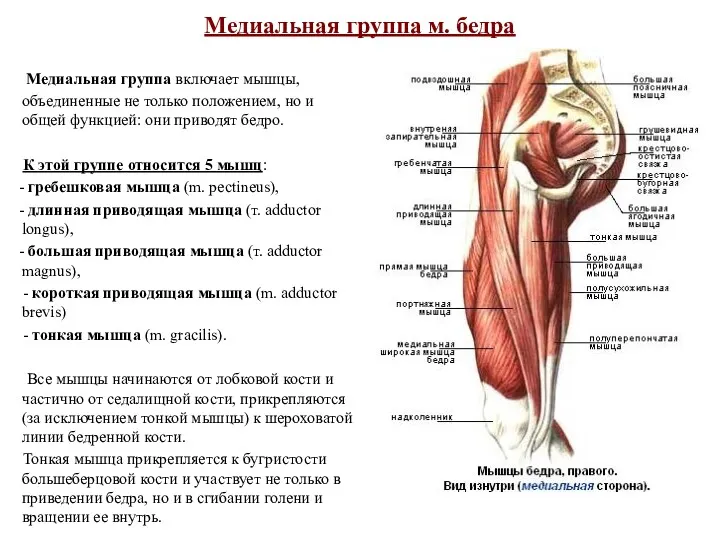 Медиальная группа м. бедра Медиальная группа включает мышцы, объединенные не