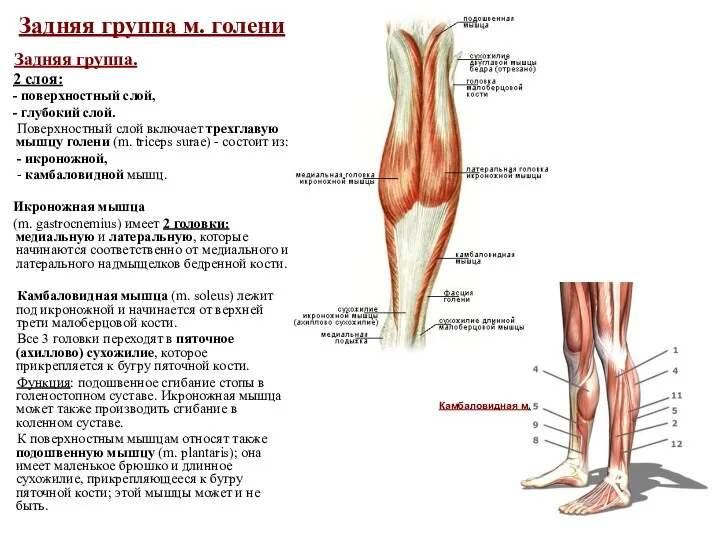 Задняя группа м. голени Задняя группа. 2 слоя: - поверхностный