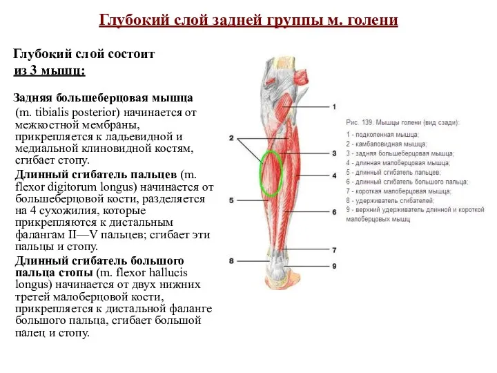 Глубокий слой задней группы м. голени Глубокий слой состоит из