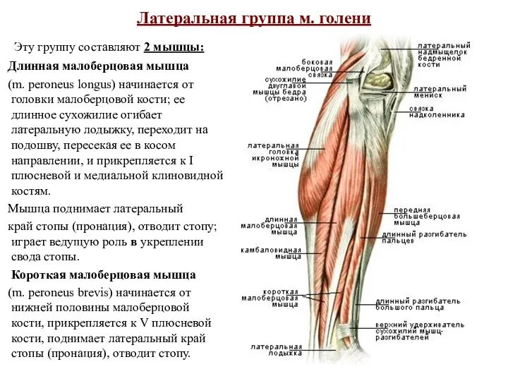 Латеральная группа м. голени Эту группу составляют 2 мышцы: Длинная