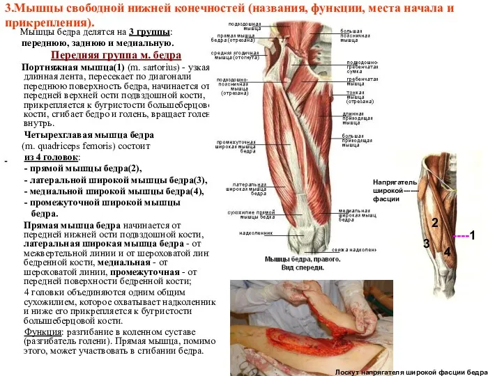 3.Мышцы свободной нижней конечностей (названия, функции, места начала и прикрепления).