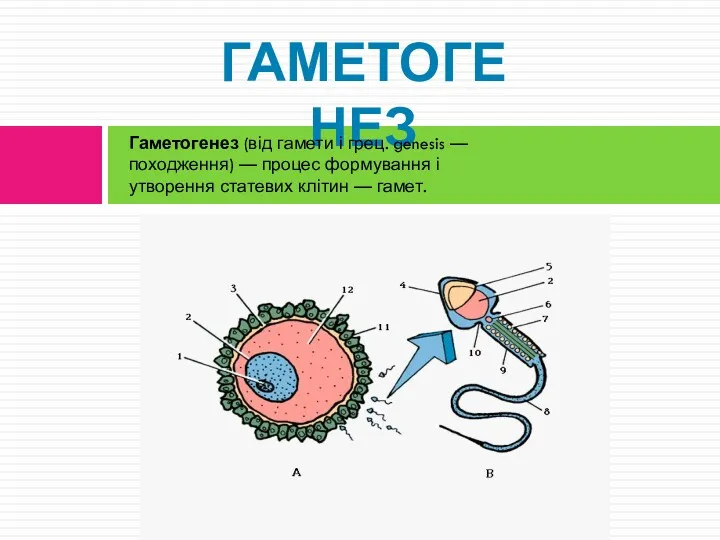 ГАМЕТОГЕНЕЗ Гаметогенез (від гамети і грец. genesis — походження) — процес формування і