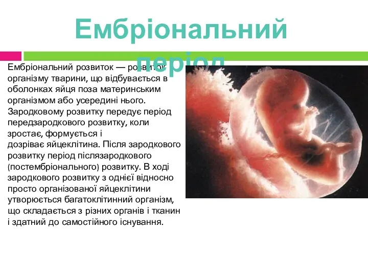 Ембріональний розвиток — розвиток організму тварини, що відбувається в оболонках яйця поза материнським
