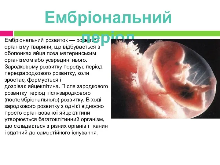 Ембріональний розвиток — розвиток організму тварини, що відбувається в оболонках