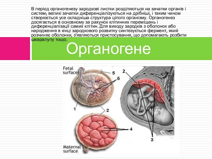 В період органогенезу зародкові листки розділяються на зачатки органів і систем; великі зачатки