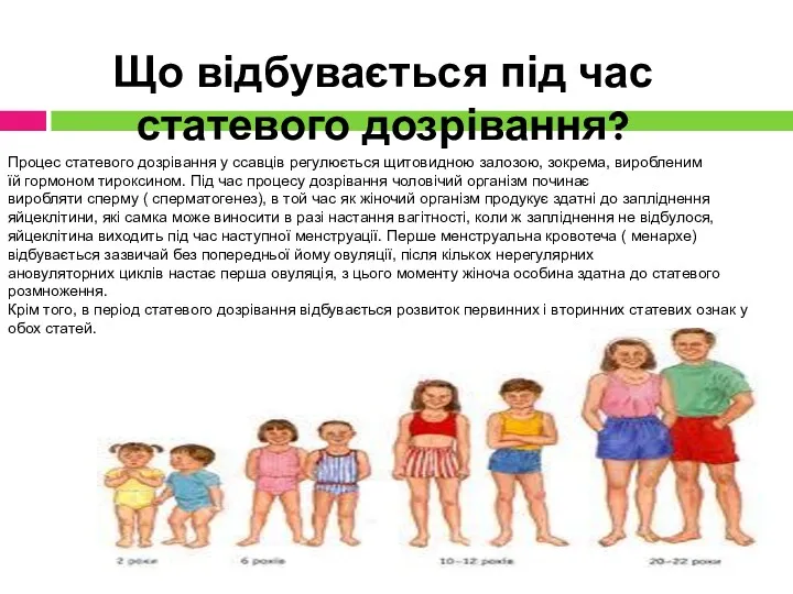 Що відбувається під час статевого дозрівання? Процес статевого дозрівання у ссавців регулюється щитовидною