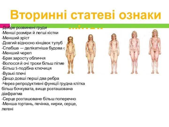 Вторинні статеві ознаки жінок -Добре розвинені груди -Менші розміри й