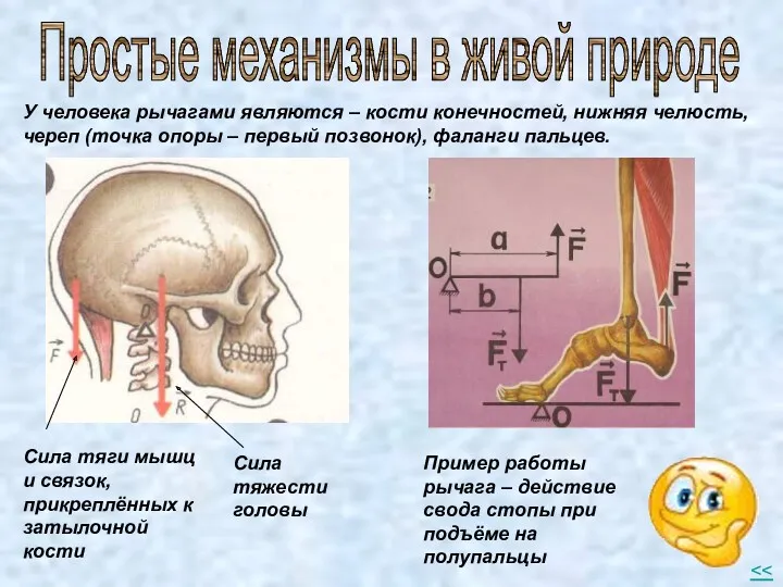 У человека рычагами являются – кости конечностей, нижняя челюсть, череп (точка опоры –