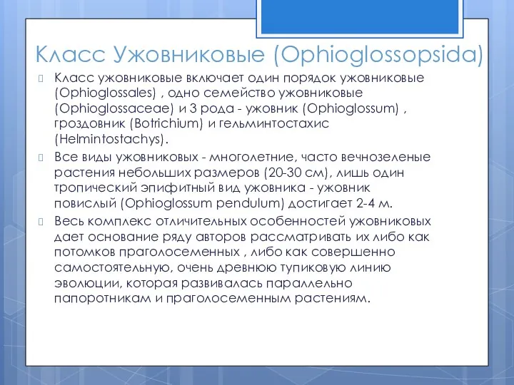 Класс Ужовниковые (Ophioglossopsida) Класс ужовниковые включает один порядок ужовниковые (Ophioglossales) , одно семейство