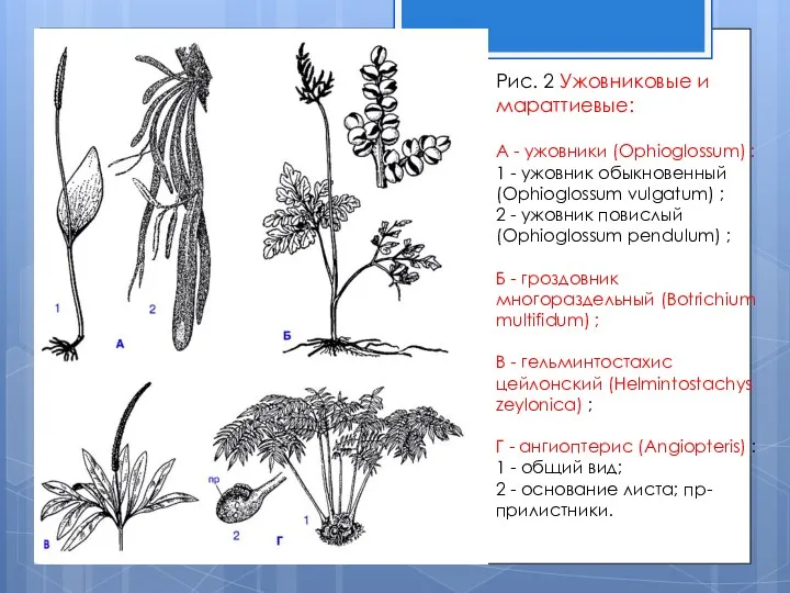 Рис. 2 Ужовниковые и мараттиевые: А - ужовники (Ophioglossum) : 1 - ужовник