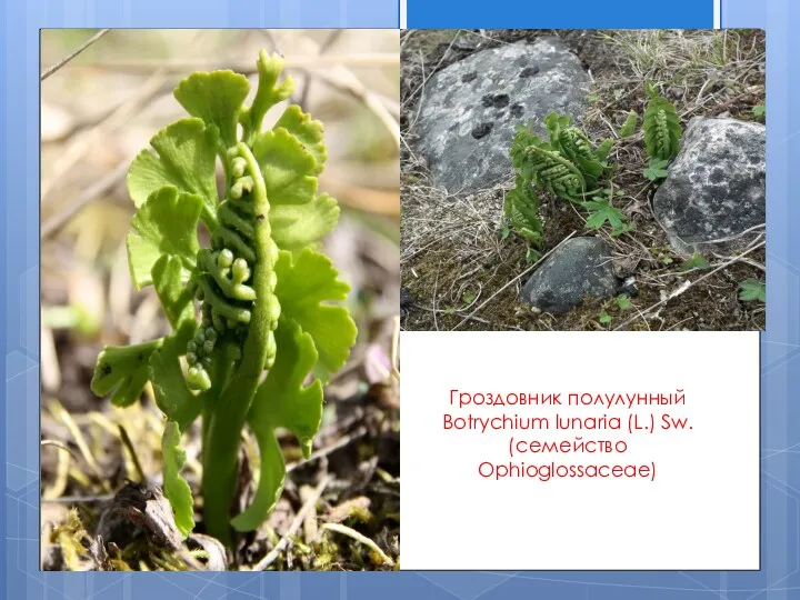 Гроздовник полулунный Botrychium lunaria (L.) Sw. (семейство Ophioglossaceae)