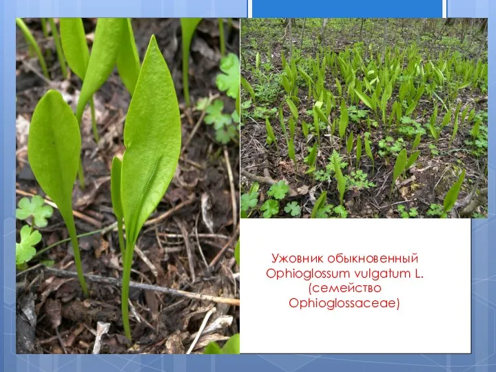 Ужовник обыкновенный Ophioglossum vulgatum L. (семейство Ophioglossaceae)