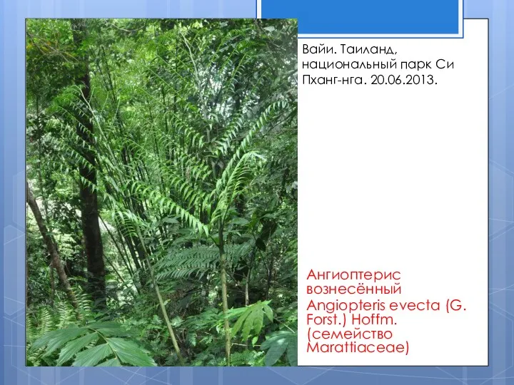 Ангиоптерис вознесённый Angiopteris evecta (G. Forst.) Hoffm. (семейство Marattiaceae) Вайи. Таиланд, национальный парк Си Пханг-нга. 20.06.2013.
