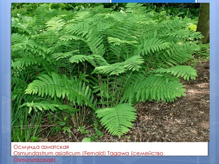 Осмунда азиатская Osmundastrum asiaticum (Fernald) Tagawa (семейство Osmundaceae)