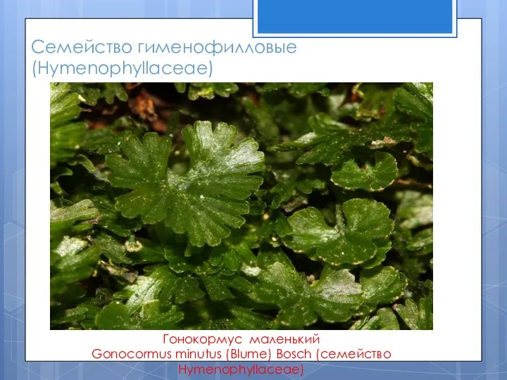 Семейство гименофилловые (Hymenophyllaceae) Гонокормус маленький Gonocormus minutus (Blume) Bosch (семейство Hymenophyllaceae)