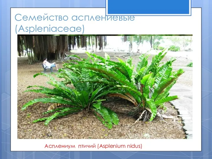 Семейство асплениевые (Aspleniaceae) Асплениум птичий (Asplenium nidus)