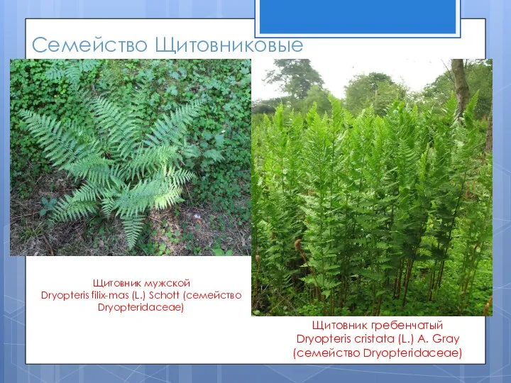 Семейство Щитовниковые Щитовник мужской Dryopteris filix-mas (L.) Schott (семейство Dryopteridaceae) Щитовник гребенчатый Dryopteris