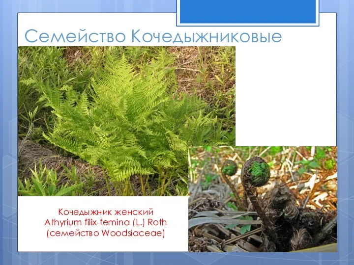 Семейство Кочедыжниковые Кочедыжник женский Athyrium filix-femina (L.) Roth (семейство Woodsiaceae)