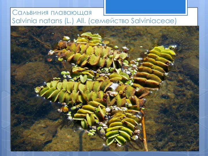 Сальвиния плавающая Salvinia natans (L.) All. (семейство Salviniaceae)