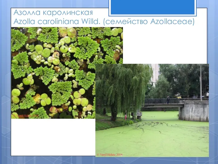 Азолла каролинская Azolla caroliniana Willd. (семейство Azollaceae)