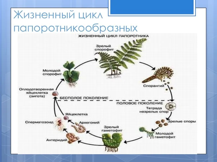 Жизненный цикл папоротникообразных