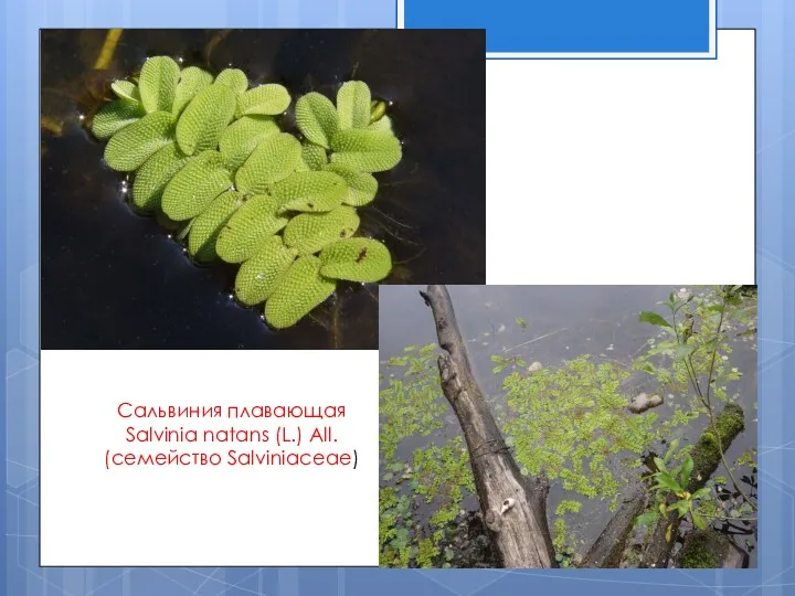 Сальвиния плавающая Salvinia natans (L.) All. (семейство Salviniaceae)