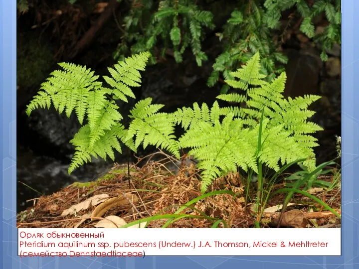 Орляк обыкновенный Pteridium aquilinum ssp. pubescens (Underw.) J.A. Thomson, Mickel & Mehltreter (семейство Dennstaedtiaceae)