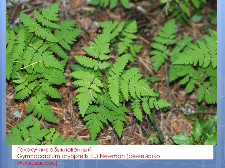 Голокучник обыкновенный Gymnocarpium dryopteris (L.) Newman (семейство Woodsiaceae)