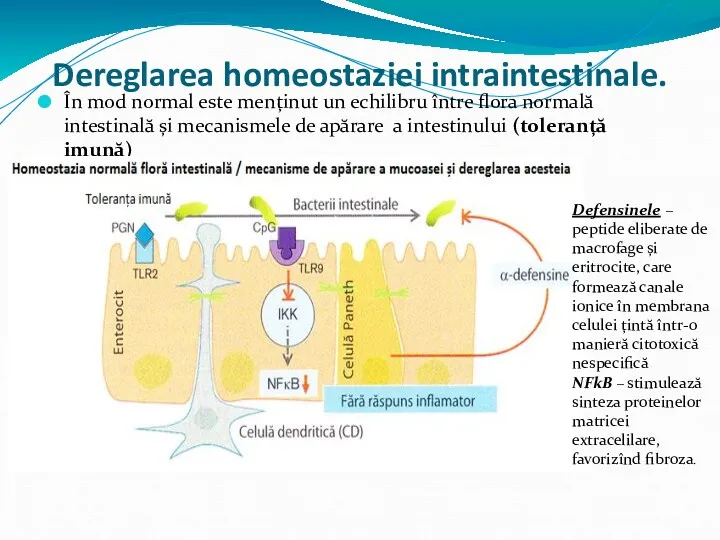 Dereglarea homeostaziei intraintestinale. În mod normal este menținut un echilibru între flora normală