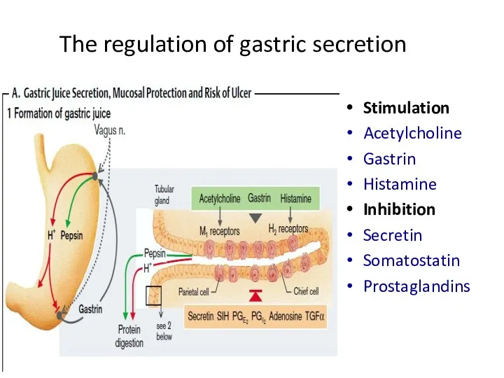 The regulation of gastric secretion Stimulation Acetylcholine Gastrin Histamine Inhibition Secretin Somatostatin Prostaglandins