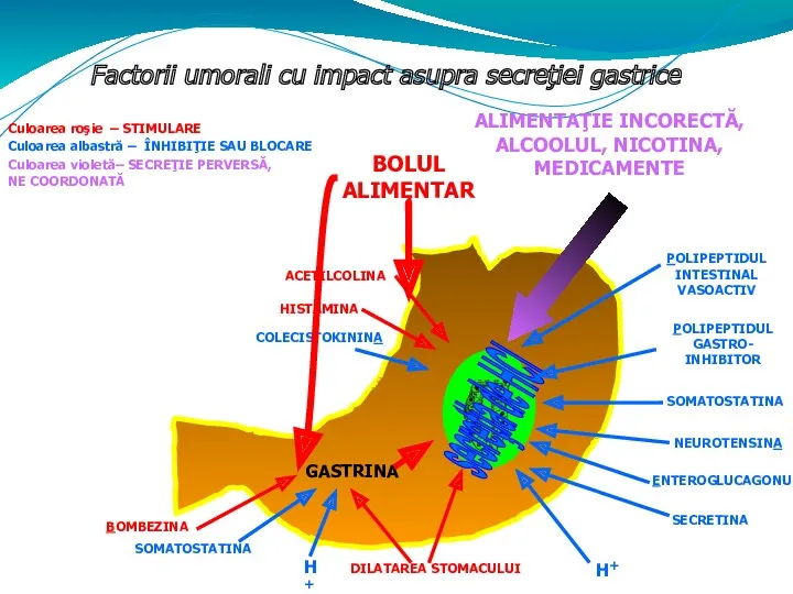 Factorii umorali cu impact asupra secreţiei gastrice secreţia de HCl ACETILCOLINA HISTAMINA COLECISTOKININA