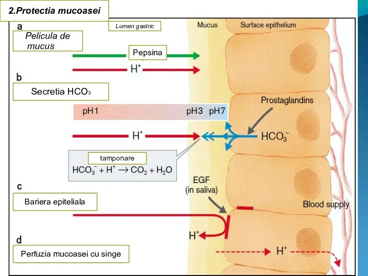 Pelicula de mucuscus 2.Protectia mucoasei Lumen gastric Pepsina Secretia HCO3 Bariera epiteliala tamponare