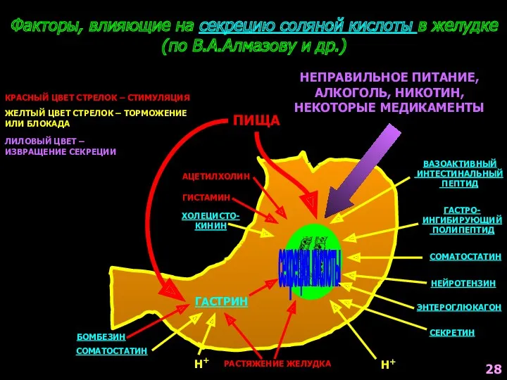Факторы, влияющие на секрецию соляной кислоты в желудке (по В.А.Алмазову и др.) секреция