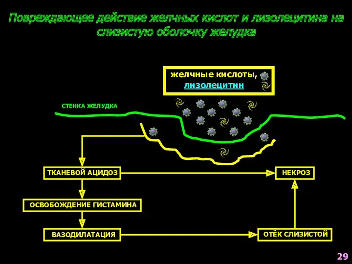 Повреждающее действие желчных кислот и лизолецитина на слизистую оболочку желудка желчные кислоты, лизолецитин