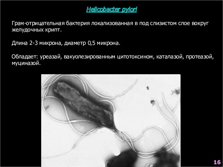 Helicobacter pylori 16 Грам-отрицательная бактерия локализованная в под слизистом слое вокруг желудочных крипт.