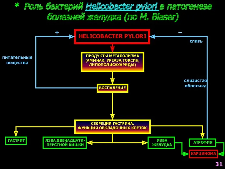 * Роль бактерий Helicobacter pylori в патогенезе болезней желудка (по M. Blaser) HELICOBACTER