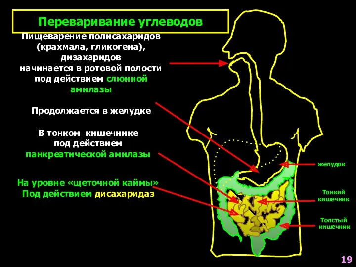 желудок Тонкий кишечник Толстый кишечник 19 Переваривание углеводов Пищеварение полисахаридов (крахмала, гликогена), дизахаридов