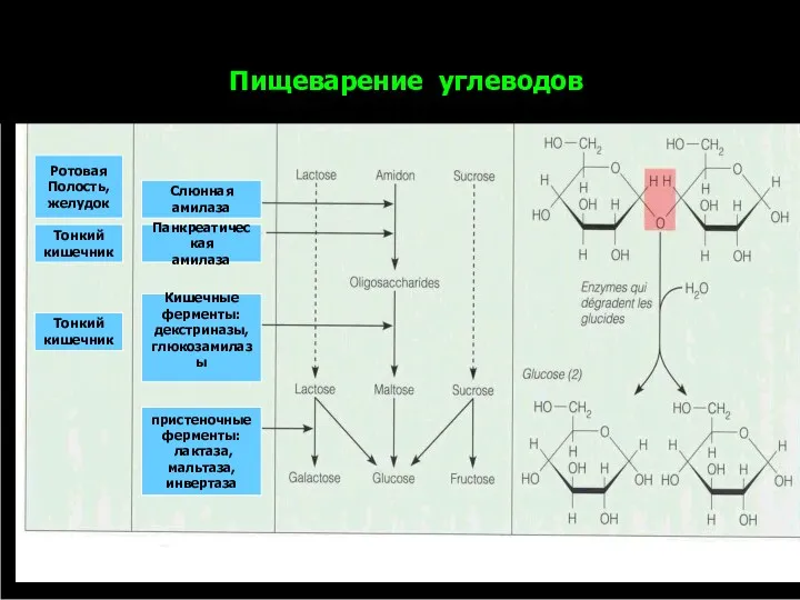 Пищеварение углеводов Ротовая Полость, желудок Тонкий кишечник Тонкий кишечник Слюнная амилаза Панкреатическая амилаза