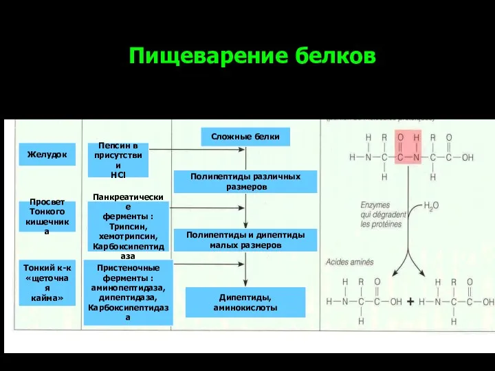 Пищеварение белков Желудок Просвет Тонкого кишечника Тонкий к-к «щеточная кайма»