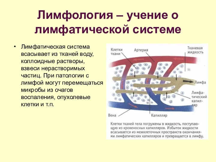 Лимфология – учение о лимфатической системе Лимфатическая система всасывает из