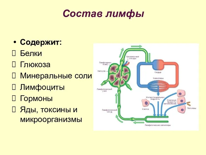 Состав лимфы Содержит: Белки Глюкоза Минеральные соли Лимфоциты Гормоны Яды, токсины и микроорганизмы