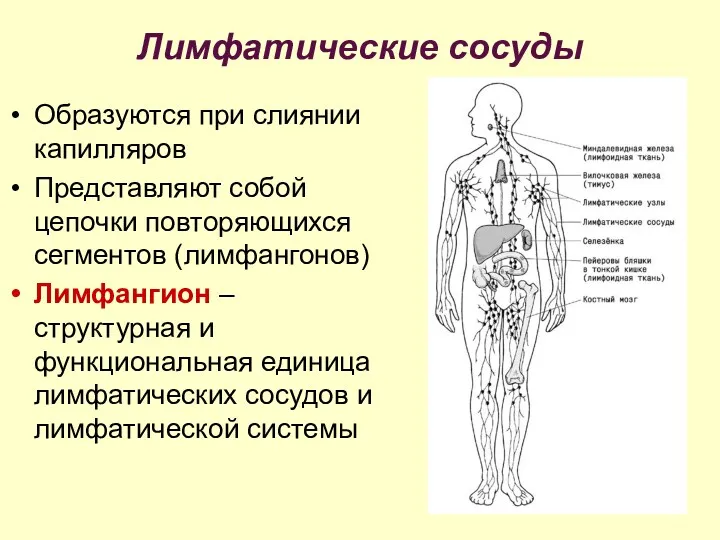 Лимфатические сосуды Образуются при слиянии капилляров Представляют собой цепочки повторяющихся