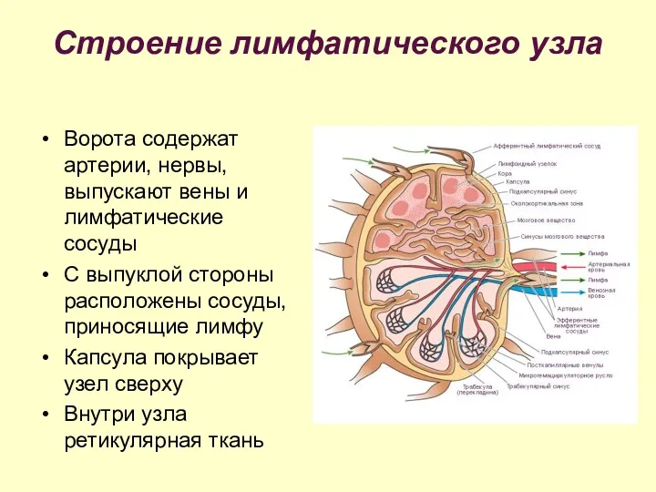 Строение лимфатического узла Ворота содержат артерии, нервы, выпускают вены и