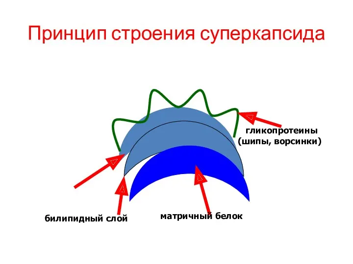Принцип строения суперкапсида билипидный слой матричный белок гликопротеины (шипы, ворсинки)