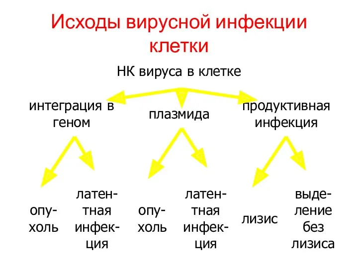 Исходы вирусной инфекции клетки